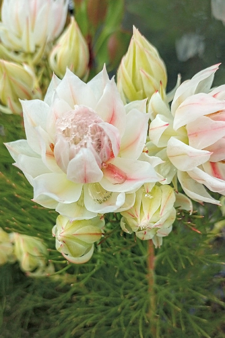 Blushing Bride Protea
