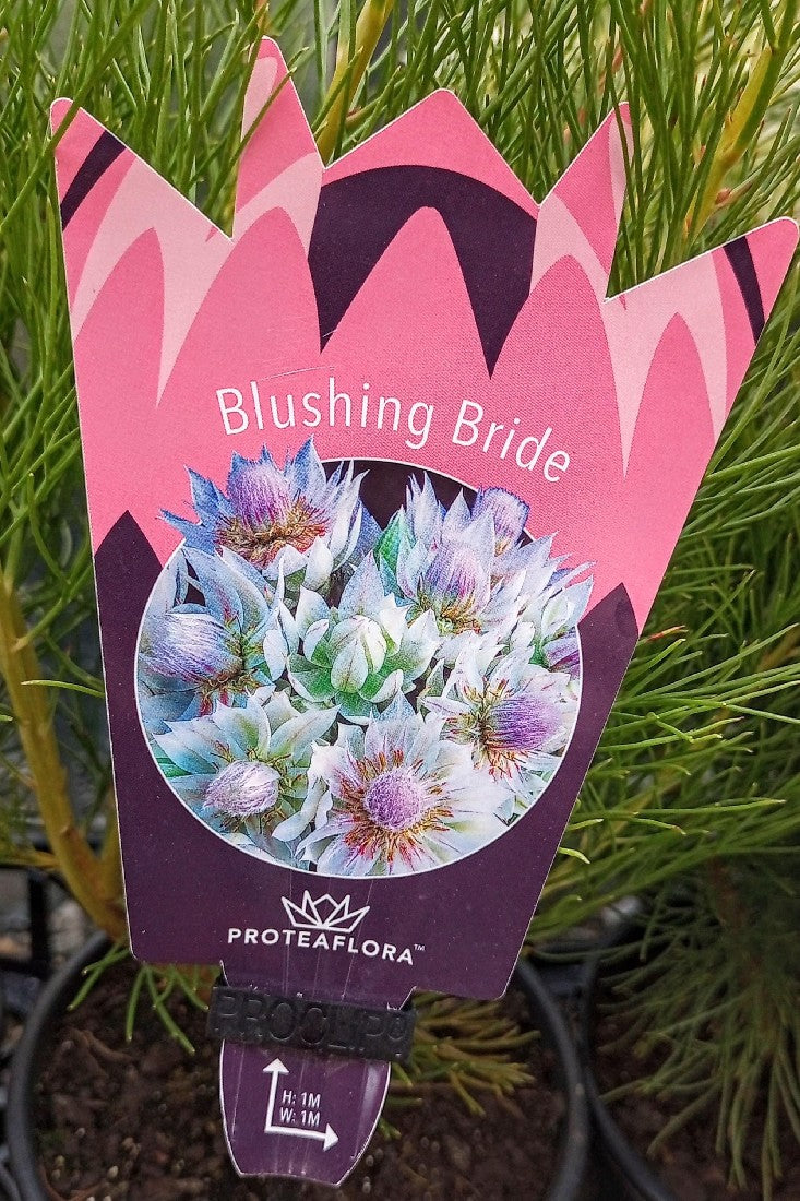 SERRURIA BLUSHING BRIDE 140MM