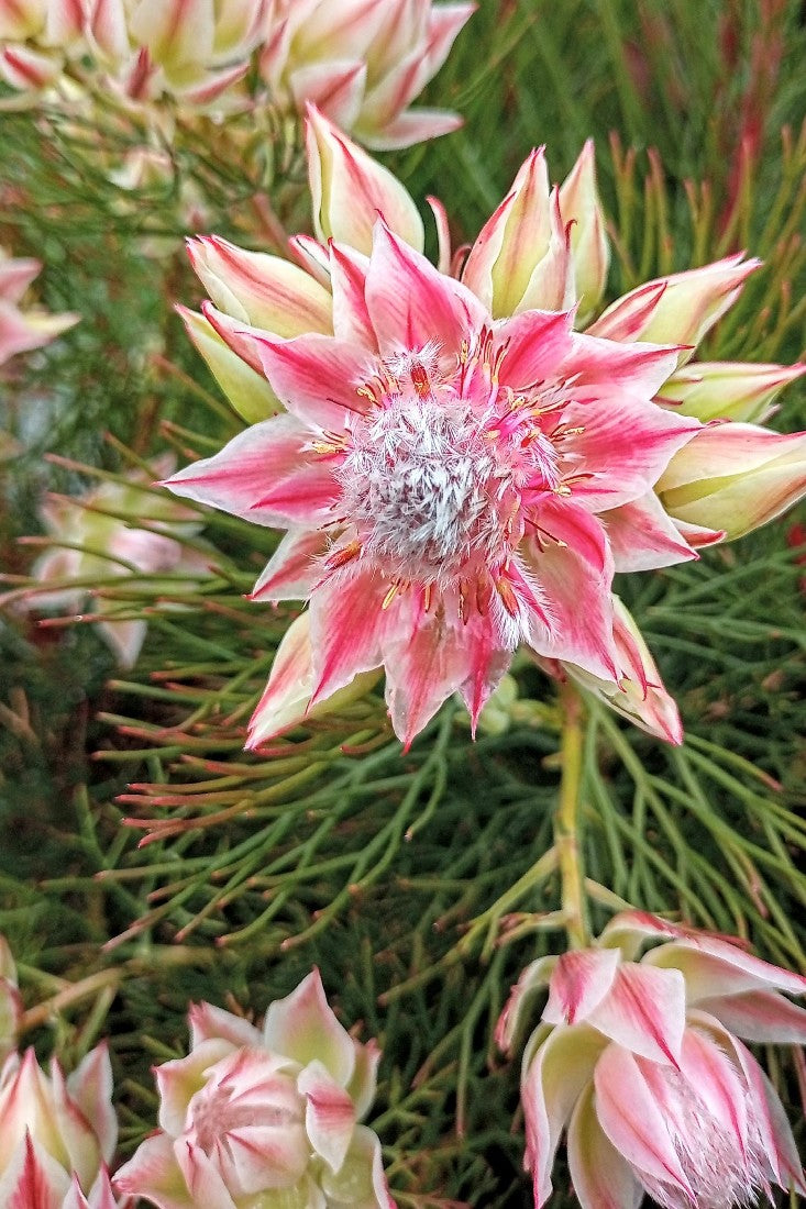 SERRURIA PRETTY N PINK 140MM