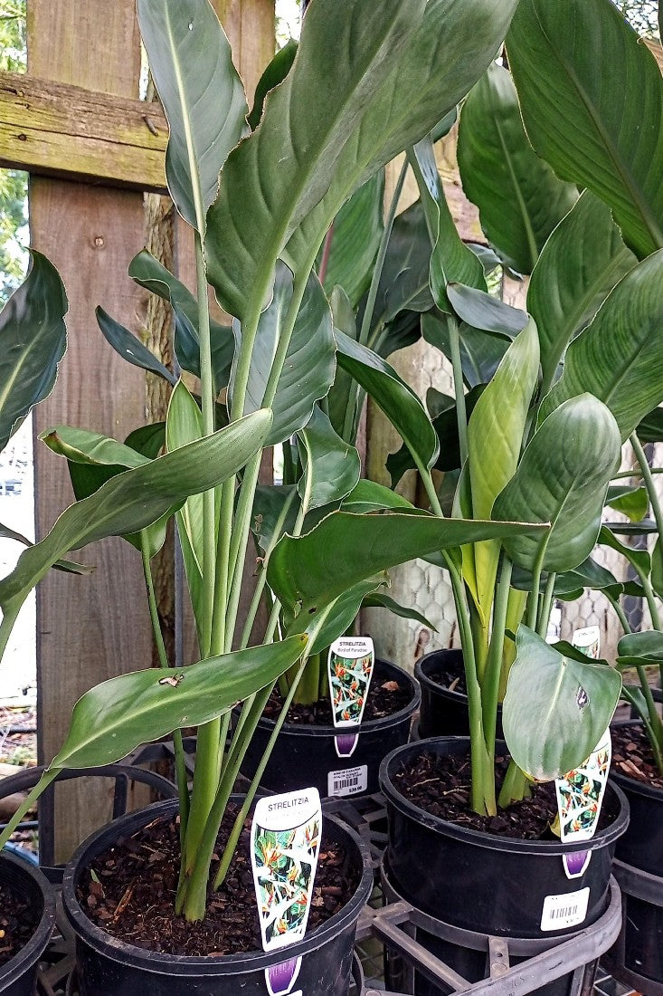 STRELITZIA REGINAE BIRD OF PARADISE 200MM