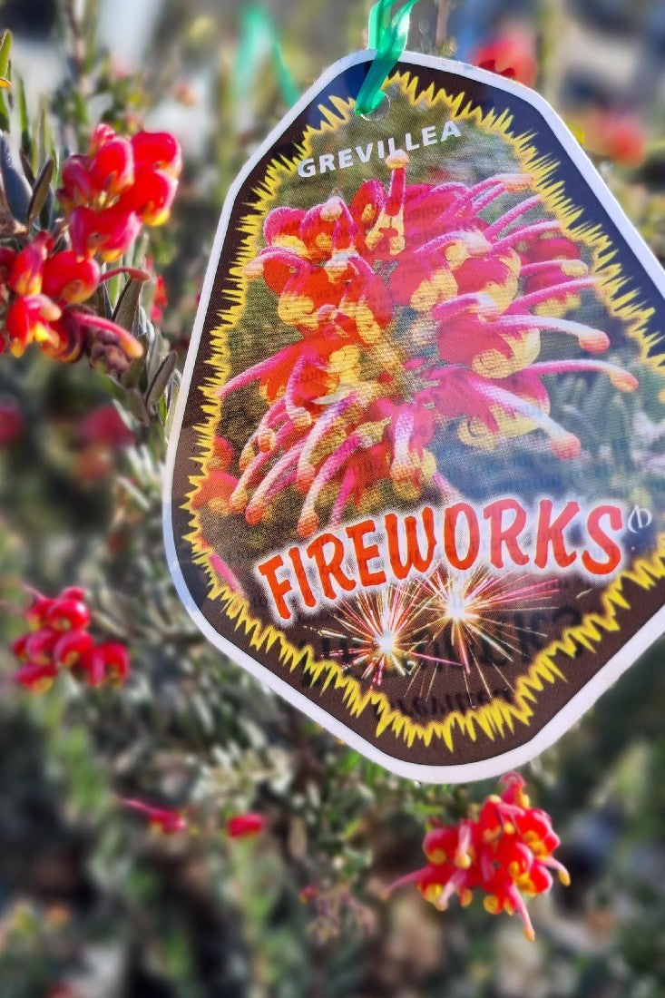 GREVILLEA FIREWORKS 200MM
