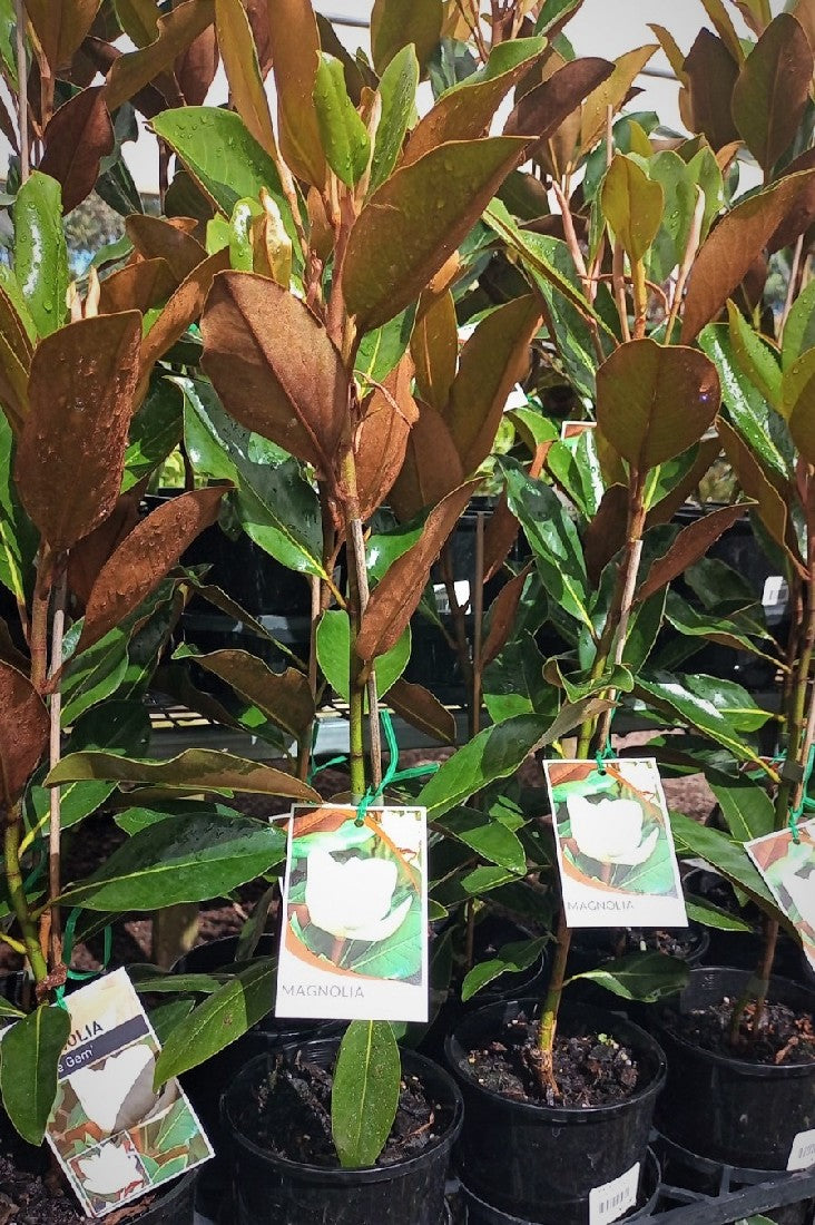MAGNOLIA LITTLE GEM 140MM
