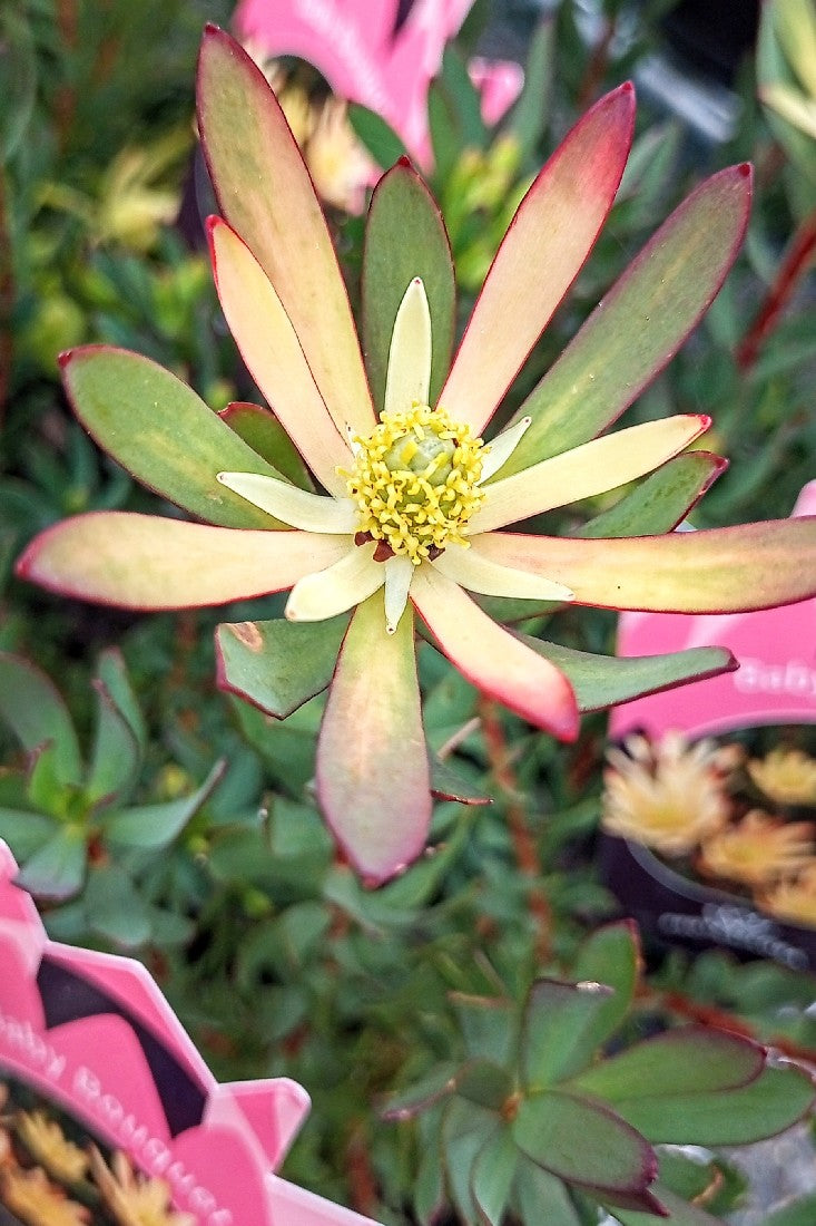 LEUCADENDRON BABY BOUQUET 140MM