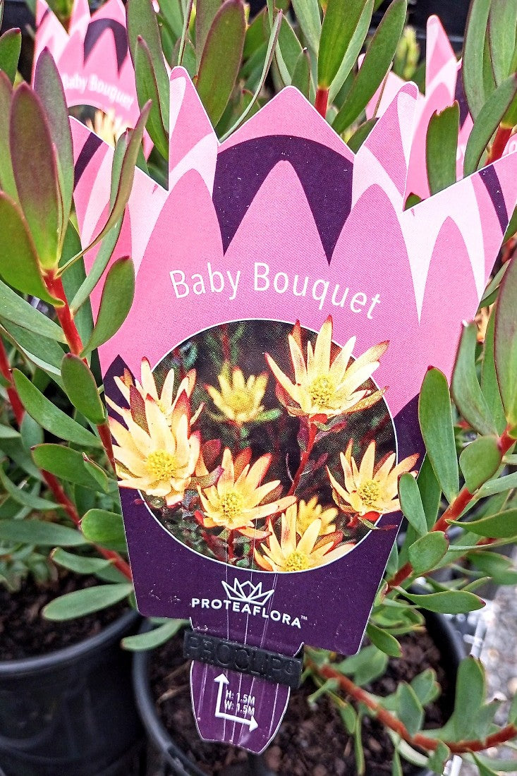 LEUCADENDRON BABY BOUQUET 140MM