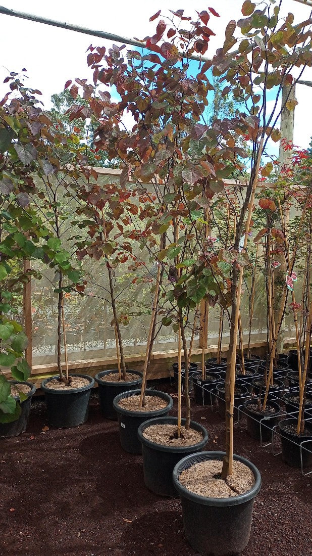 CERCIS CANADENSIS FOREST PANSY 400MM