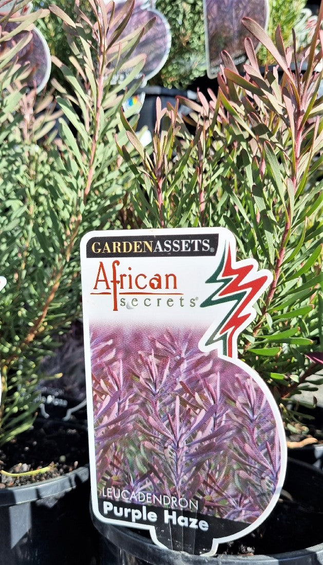 LEUCADENDRON PURPLE HAZE 140MM