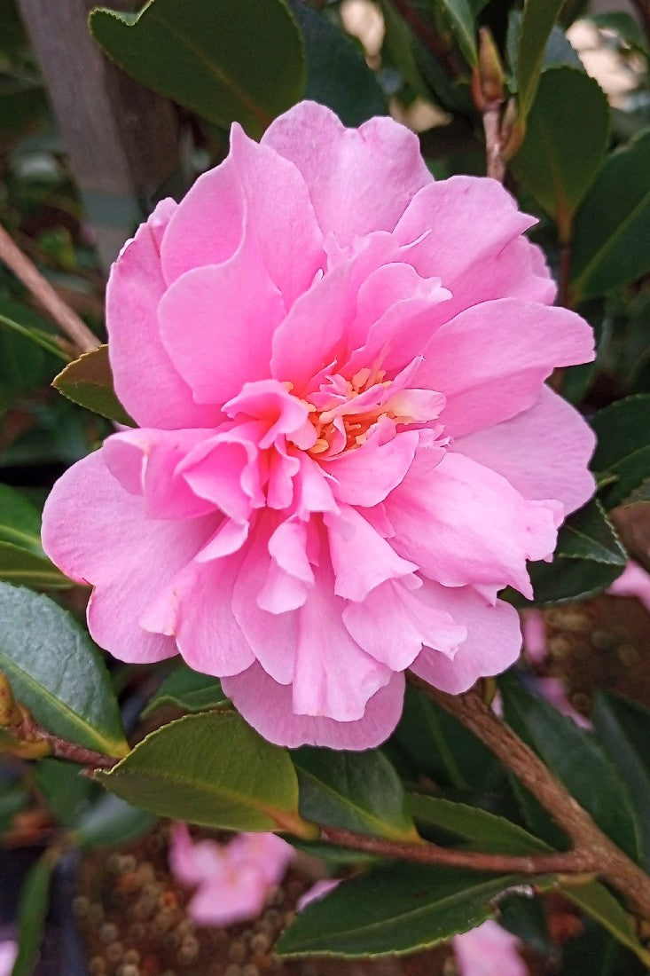 CAMELLIA WITH LOVE 180MM