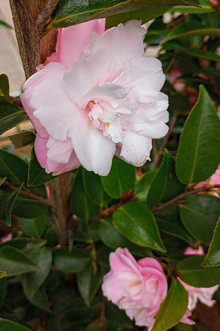 CAMELLIA SWEET JANE 180MM