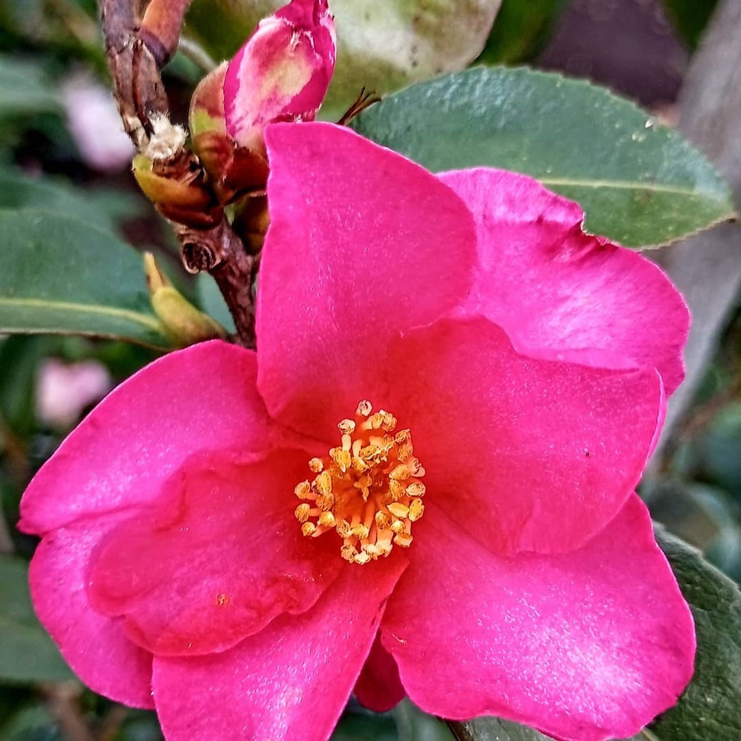 CAMELLIA HIRYU 200MM