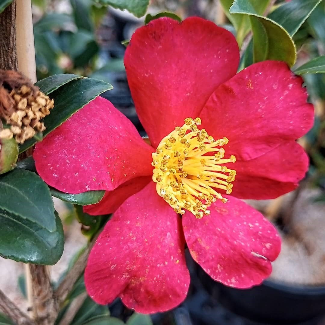 CAMELLIA YULETIDE 200MM