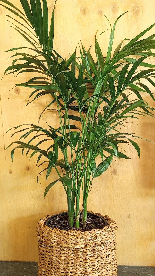 CASCADE PALM 200MM