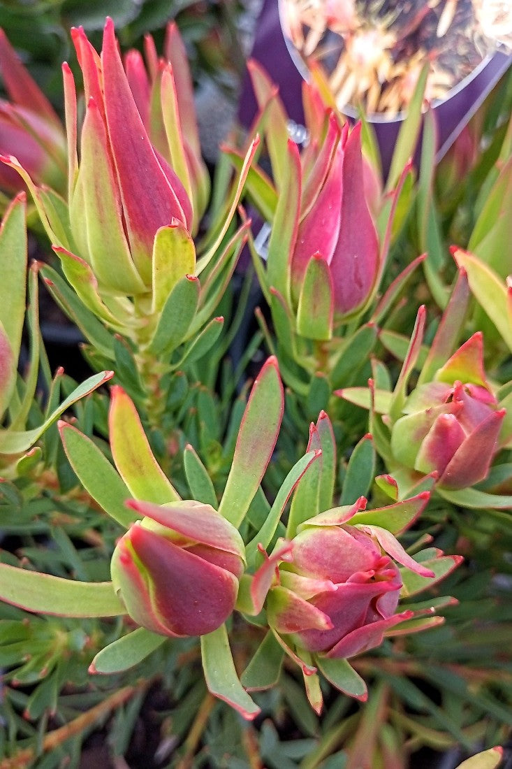 LEUCADENDRON FIREGLOW 140MM