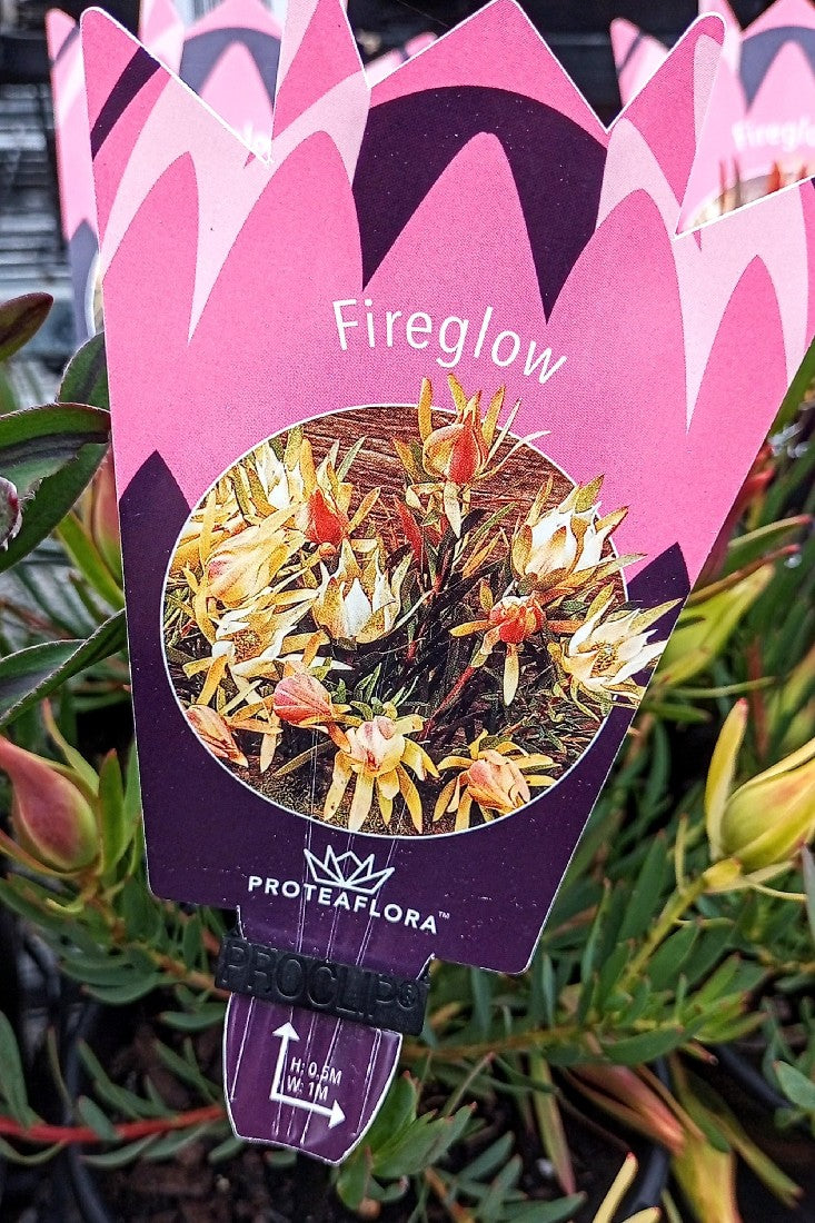 LEUCADENDRON FIREGLOW 140MM