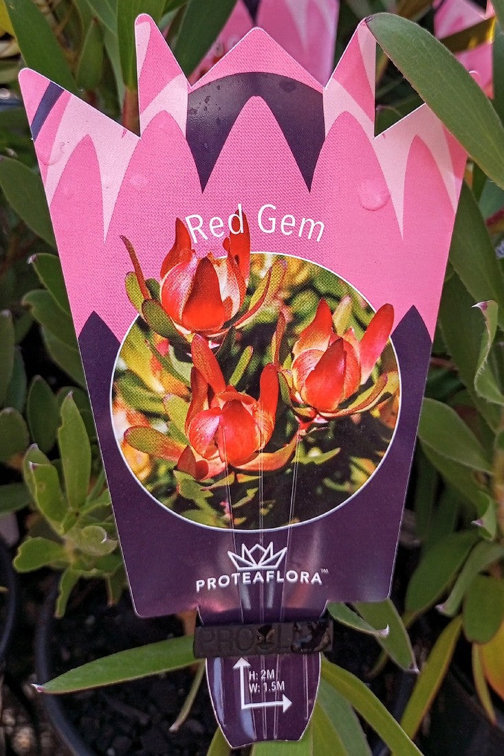 LEUCADENDRON RED GEM 140MM