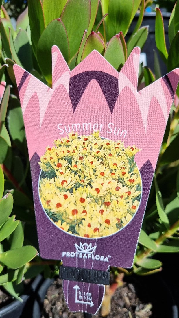 LEUCADENDRON SUMMER SUN 140MM