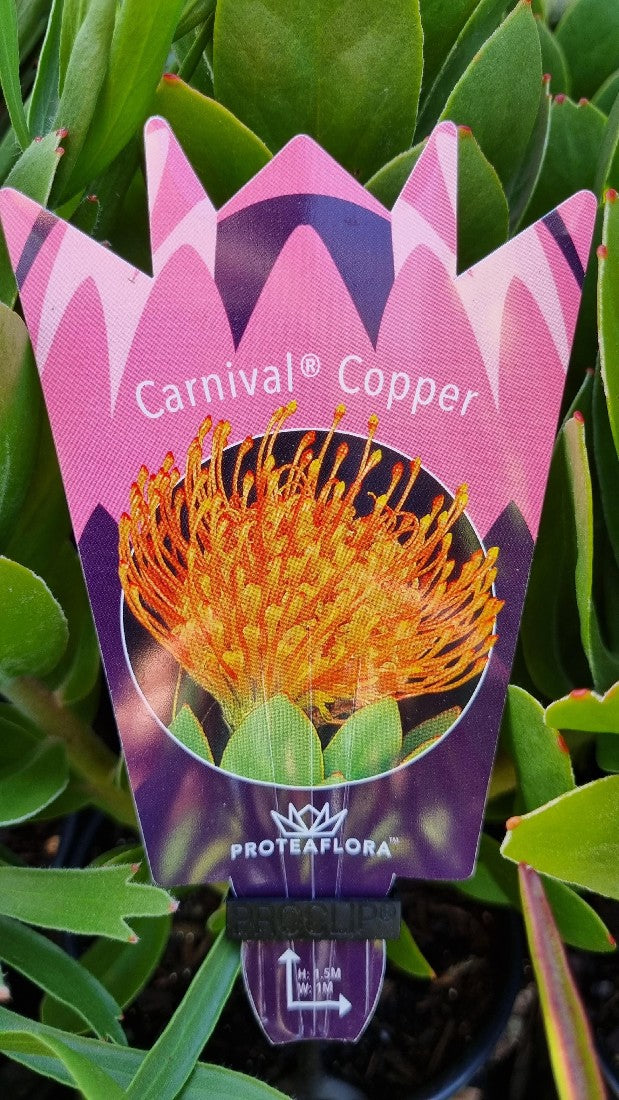 LEUCOSPERMUM CARNIVAL COPPER 140MM
