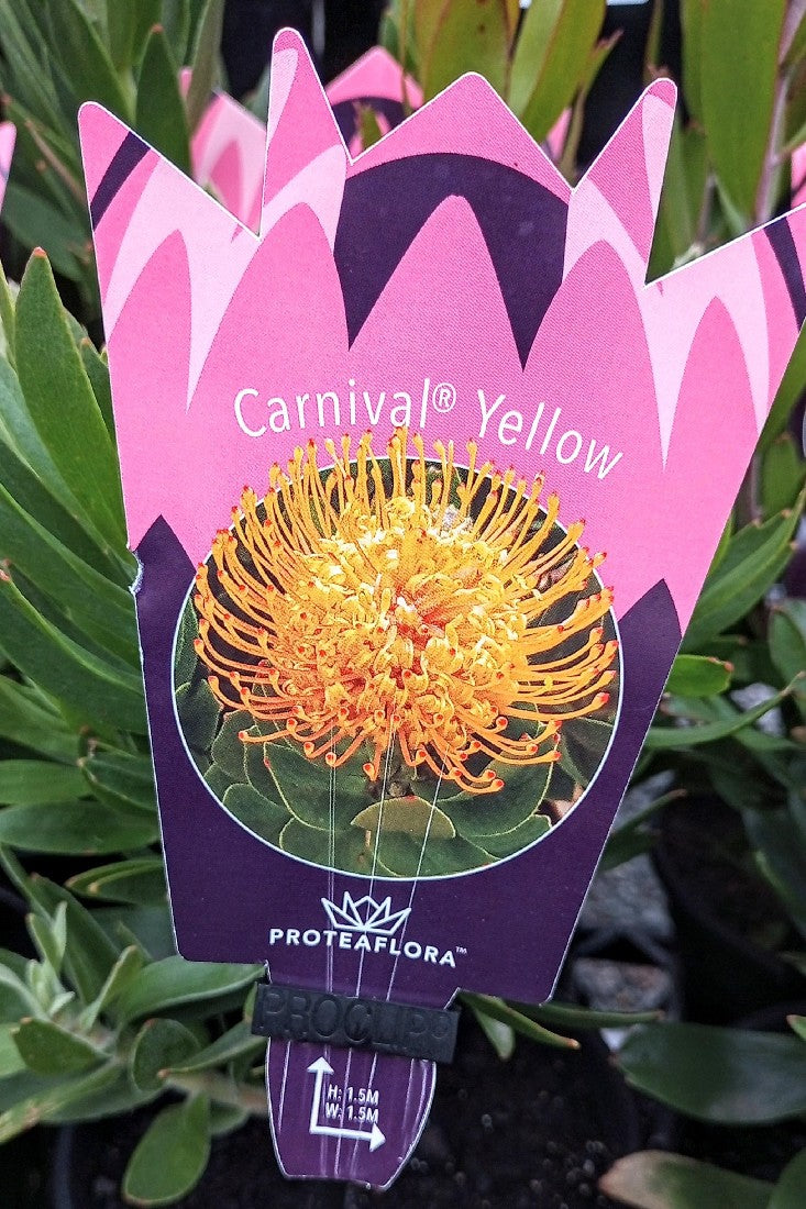 LEUCOSPERMUM CARNIVAL YELLOW 140MM