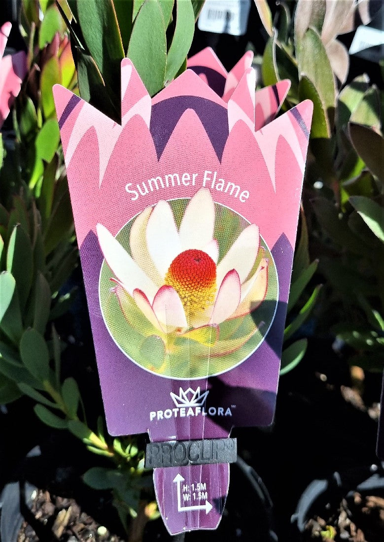 LEUCADENDRON SUMMER FLAME 140MM