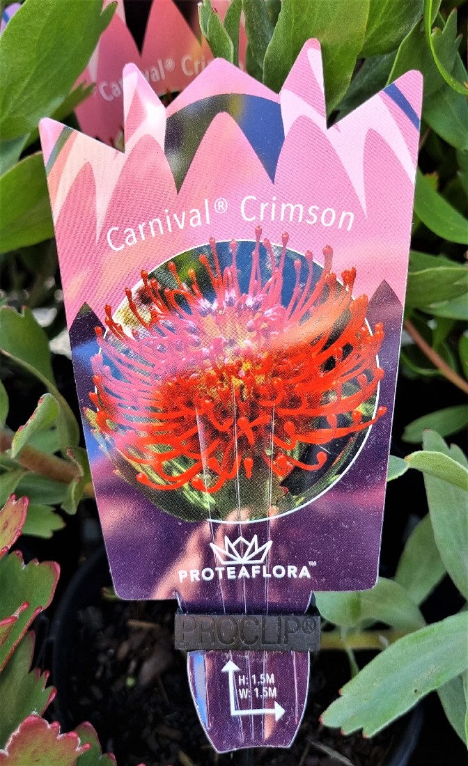 LEUCOSPERMUM CARNIVAL CRIMSON 140MM