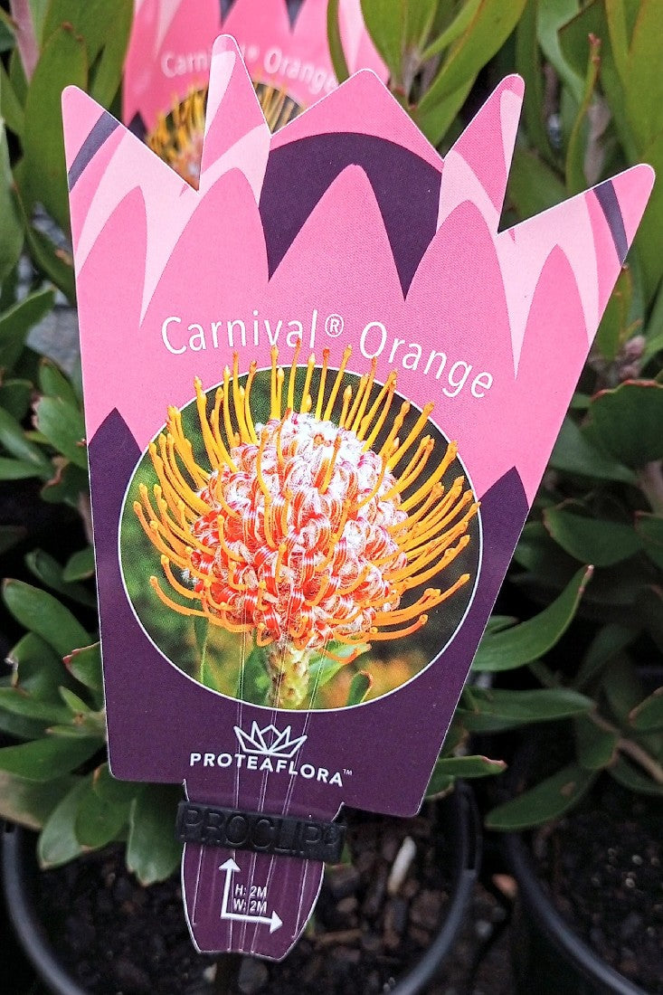 LEUCOSPERMUM CARNIVAL ORANGE 140MM