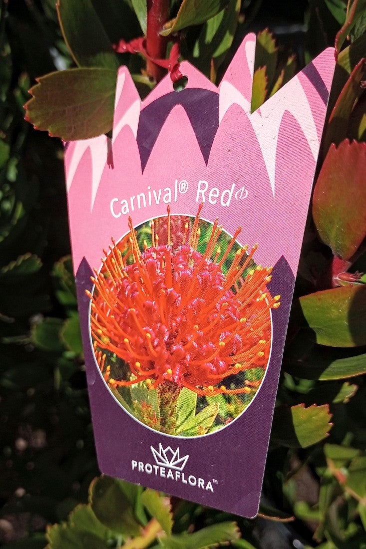 LEUCOSPERMUM CARNIVAL RED 140MM