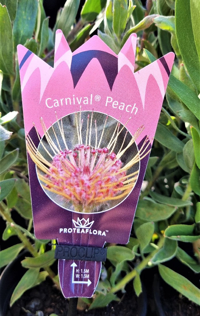 LEUCOSPERMUM CARNIVAL PEACH 140MM