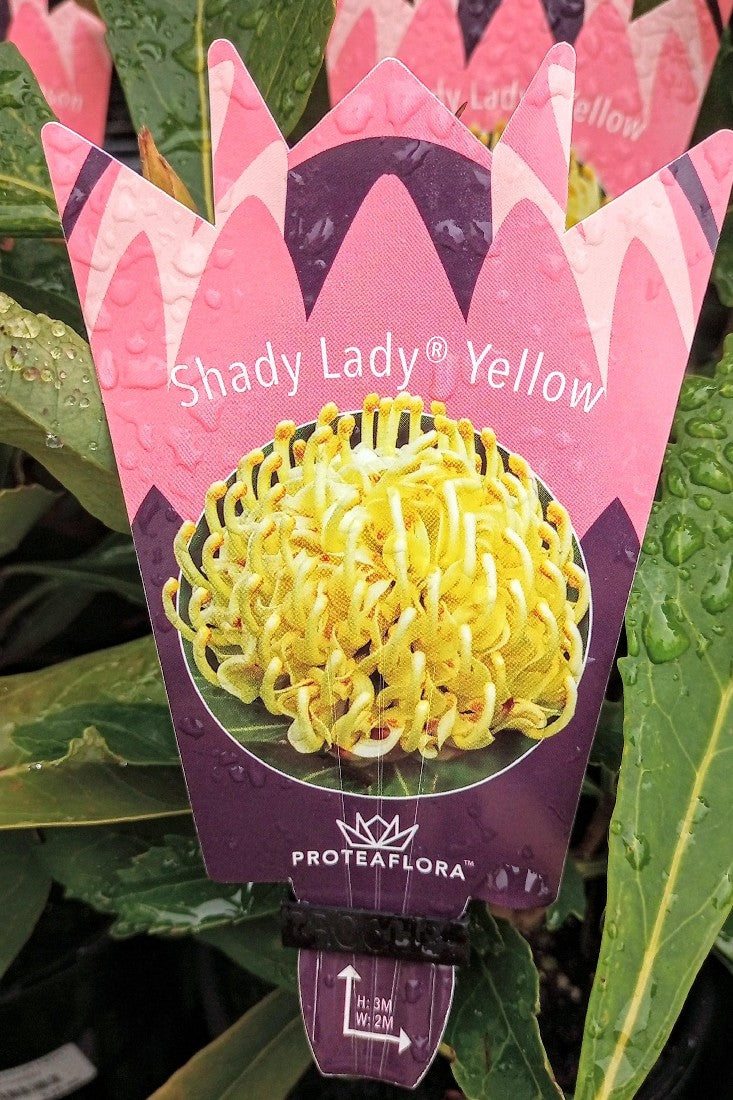 WARATAH SHADY LADY YELLOW 140MM