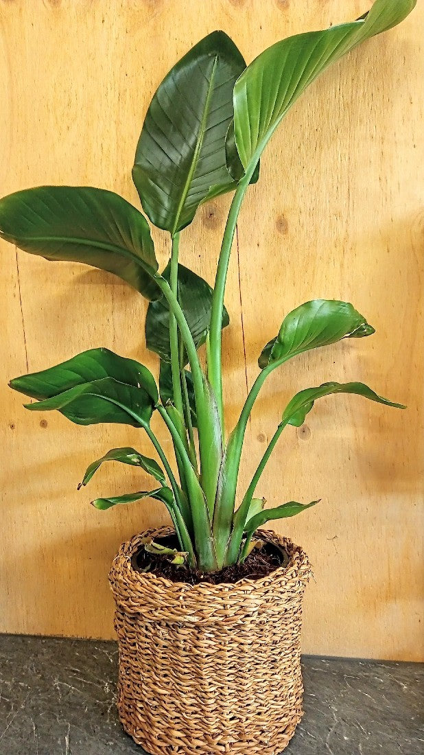 GIANT BIRD OF PARADISE STRELITZIA NICOLAI 200MM