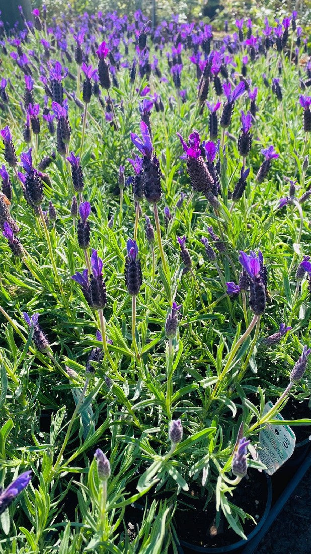 Lavender Avonview - 140mm