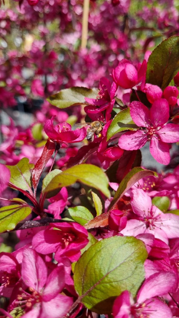 MALUS ROYAL RAINDROPS CRAB APPLE 250MM