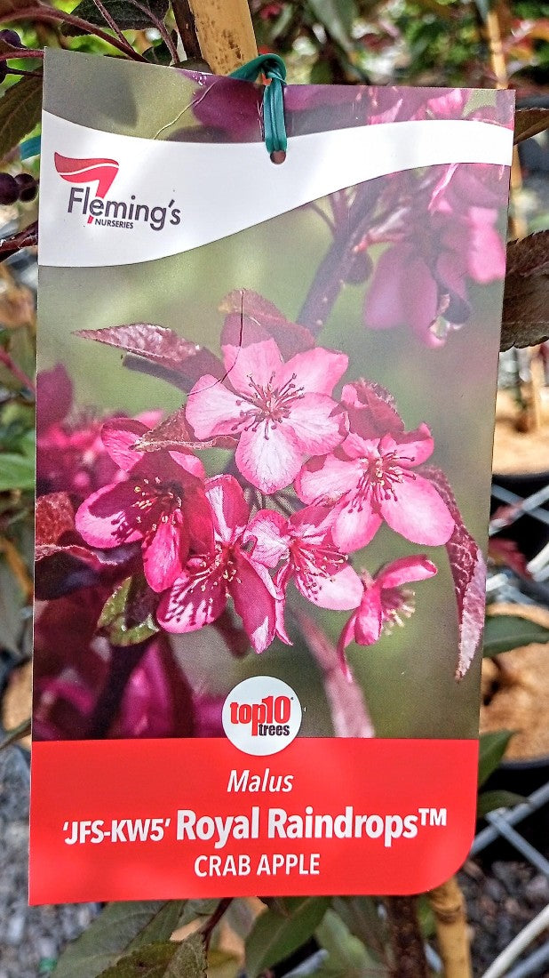 MALUS ROYAL RAINDROPS CRAB APPLE 250MM