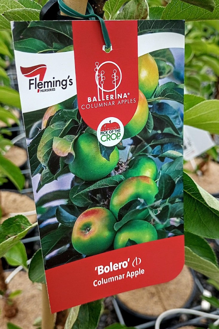 COLUMNAR APPLE BOLERO 250MM