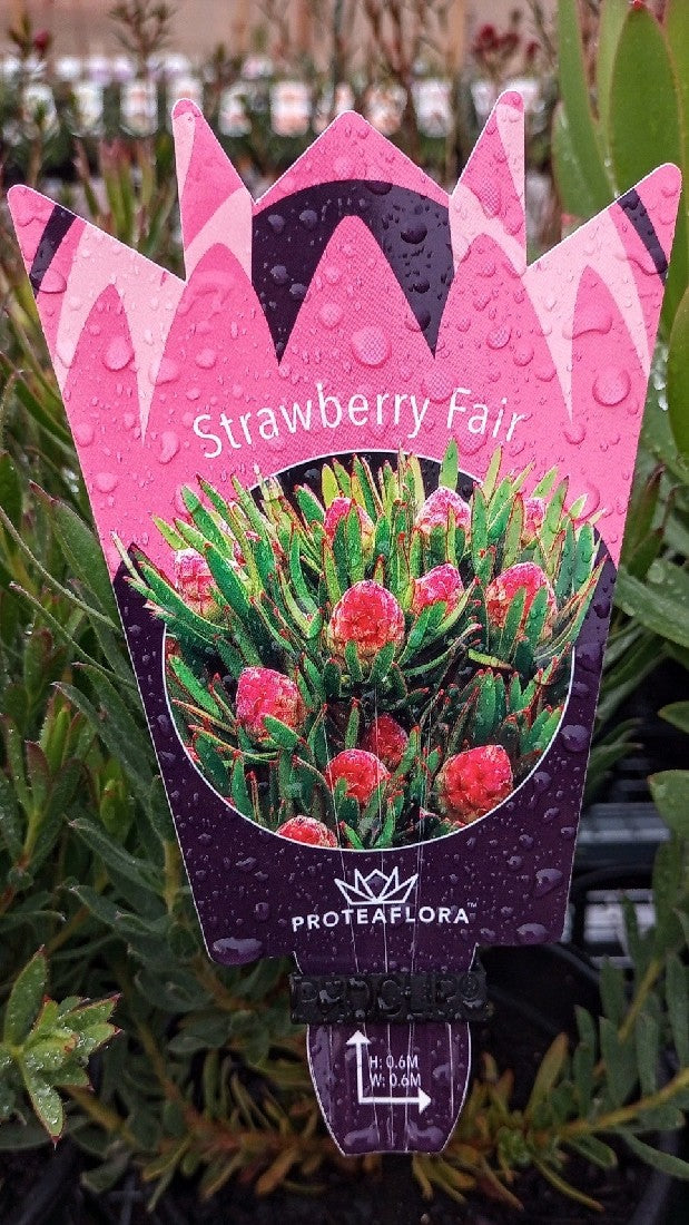 LEUCADENDRON STRAWBERRY FAIR 140MM