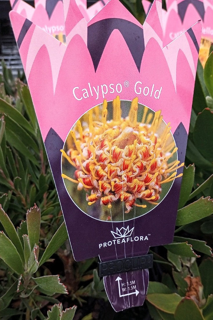 LEUCOSPERMUM CALYPSO GOLD 140MM