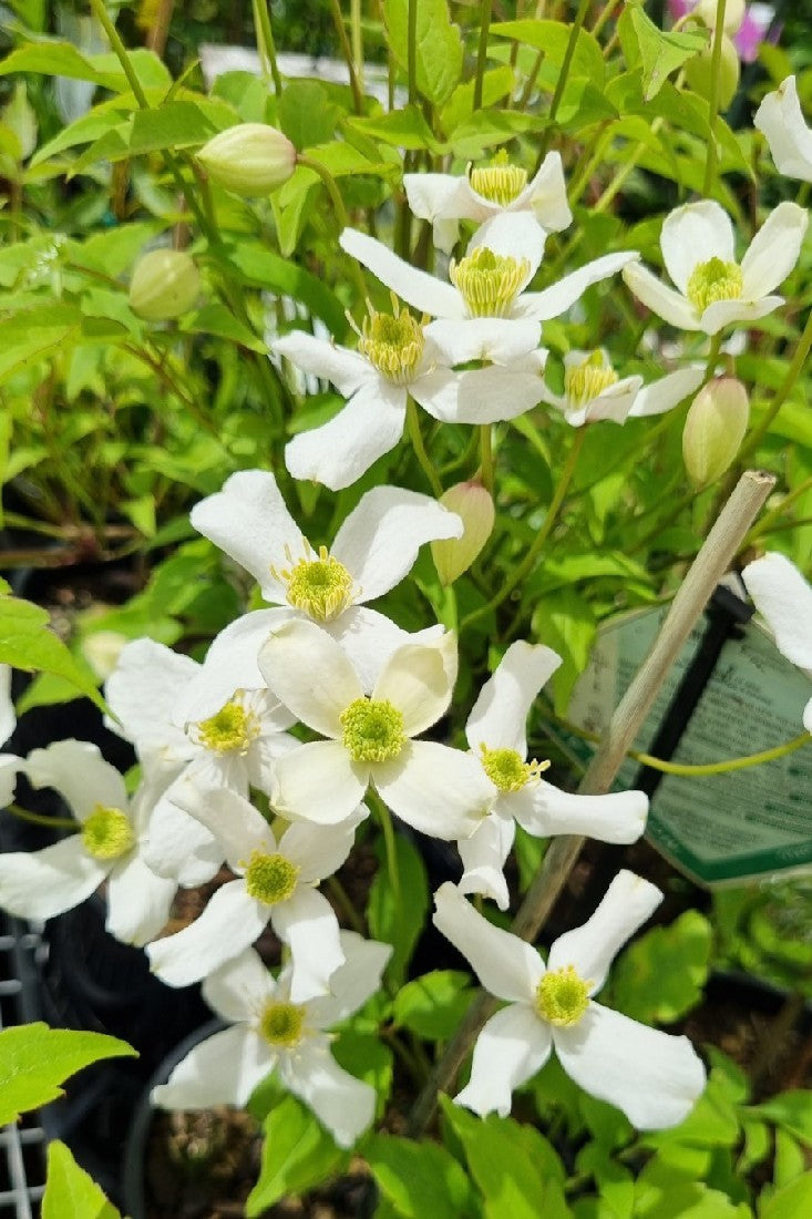CLEMATIS MONTANA ALBA 140MM