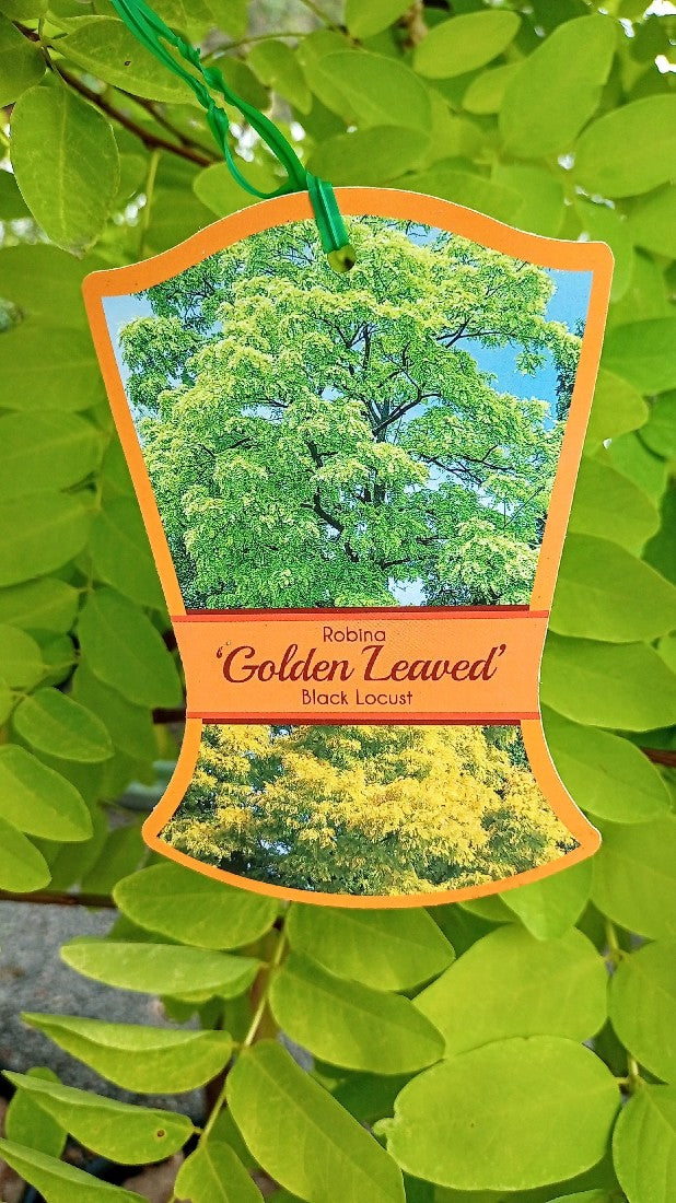 ROBINIA GOLDEN LEAVED BLACK LOCUST POTTED