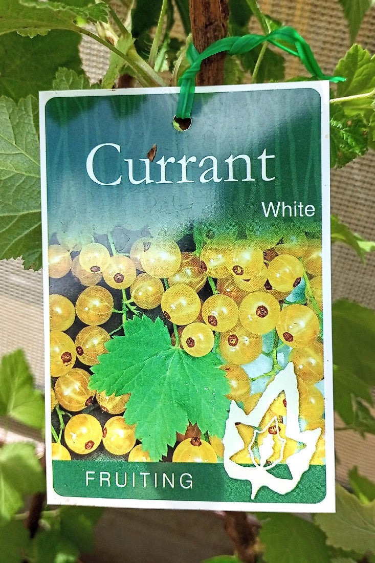 WHITECURRANT 200MM
