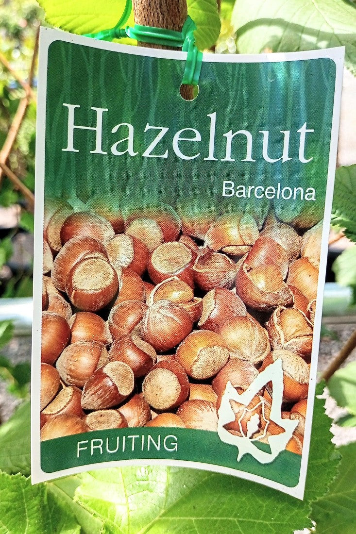 HAZELNUT BARCELONA 330MM