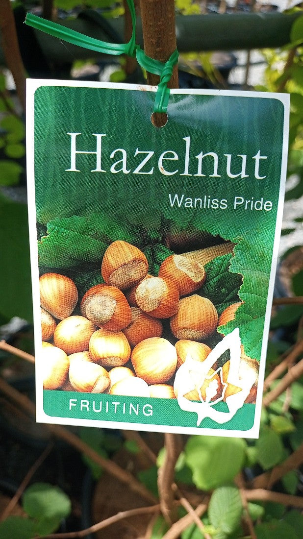 HAZELNUT WANLISS PRIDE 330MM