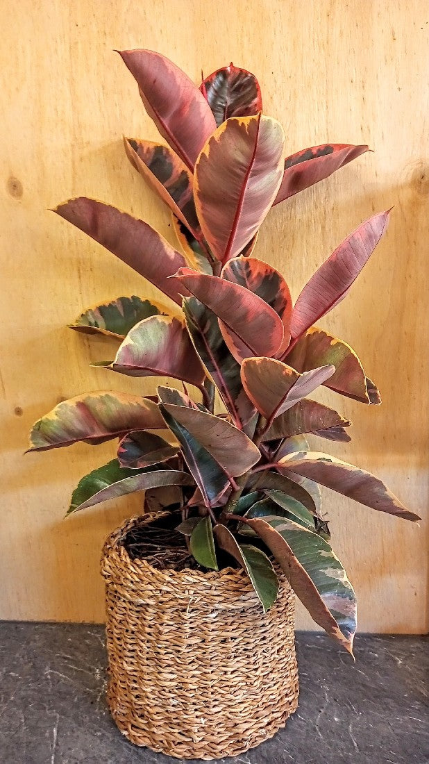 FICUS RUBY 200MM