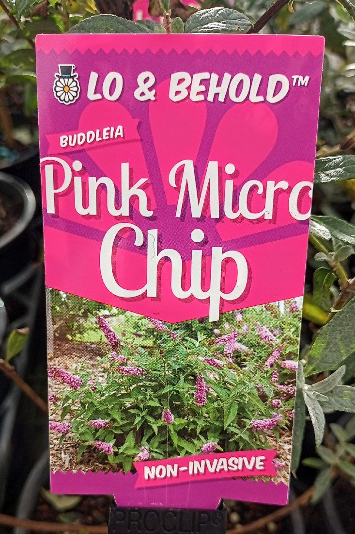 BUDDLEIA PINK MICRO CHIP 140MM