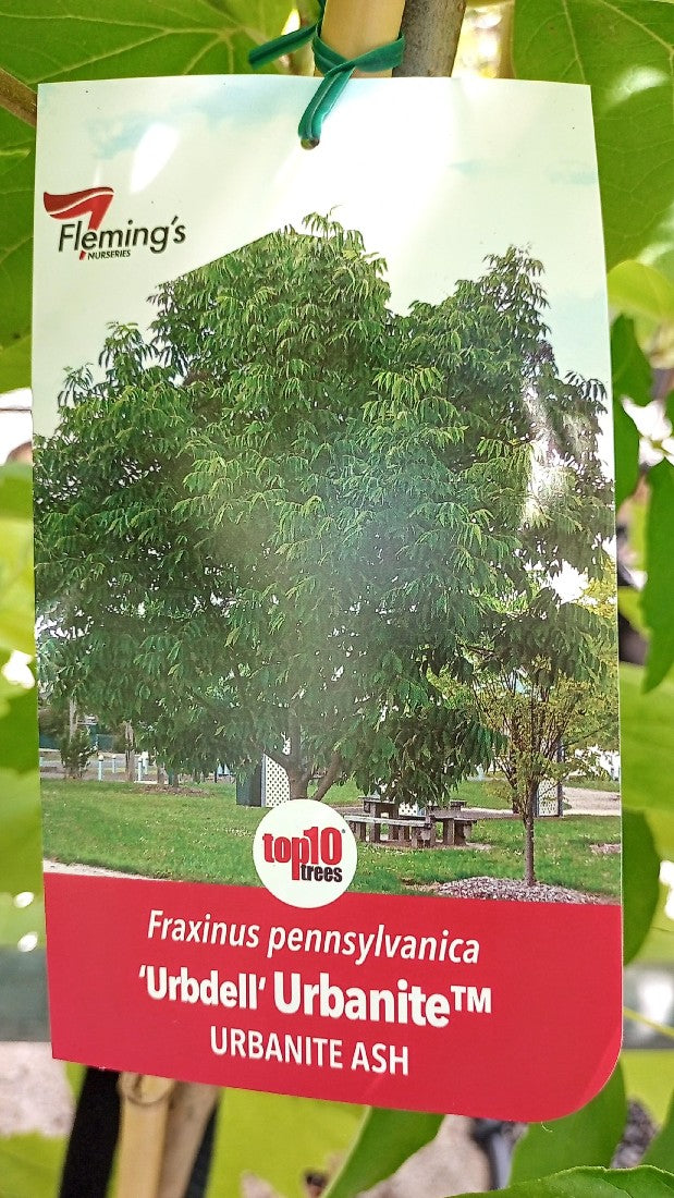 FRAXINUS PENNSYLVANICA URBDELL URBANITE ADVANCED 400MM