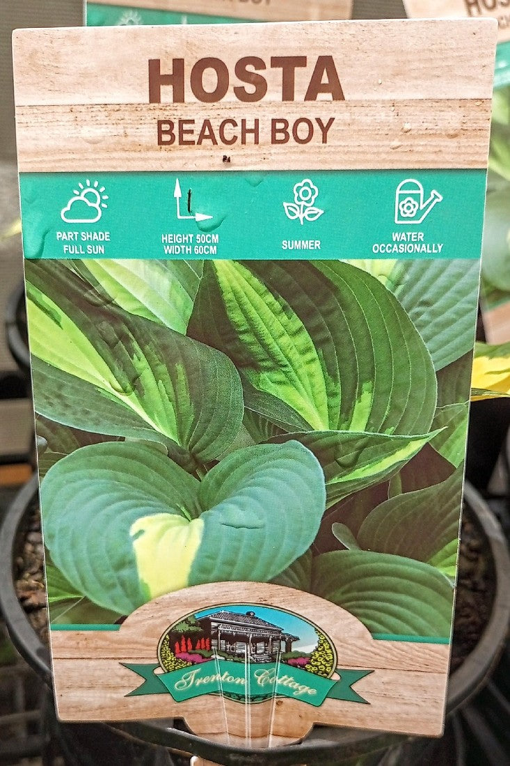 HOSTA BEACH BOY 140MM