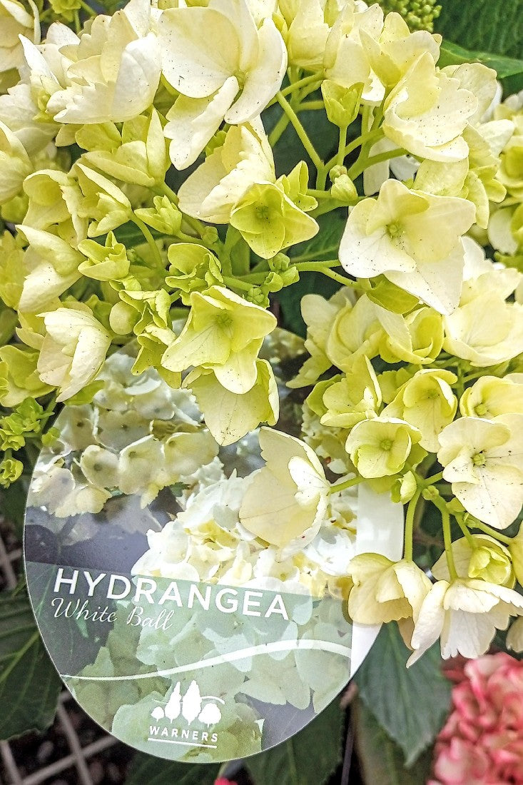 HYDRANGEA WHITE BALL 200MM