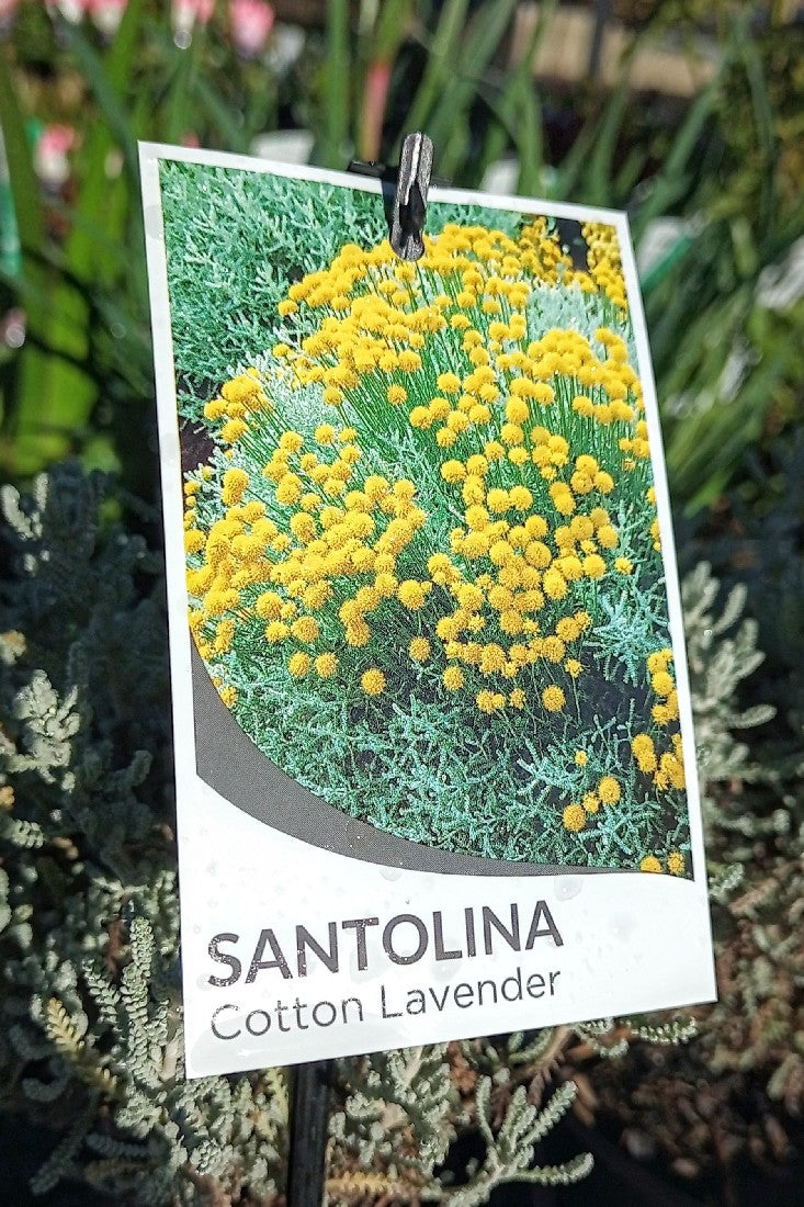 SANTOLINA CHAMAECYPARISSUS 140MM