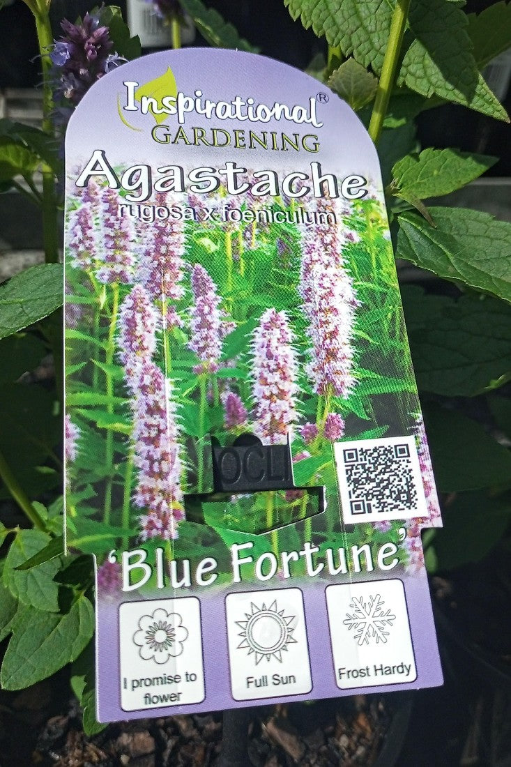 AGASTACHE BLUE FORTUNE 140MM