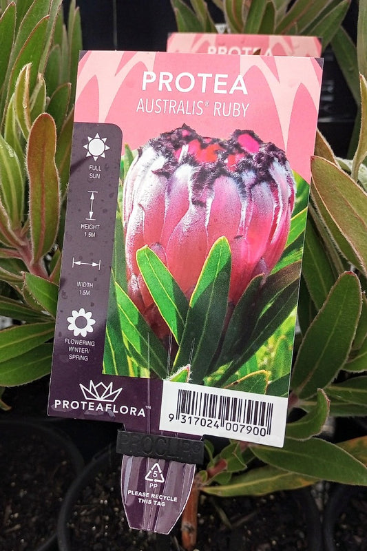 PROTEA AUSTRALIS RUBY 140MM