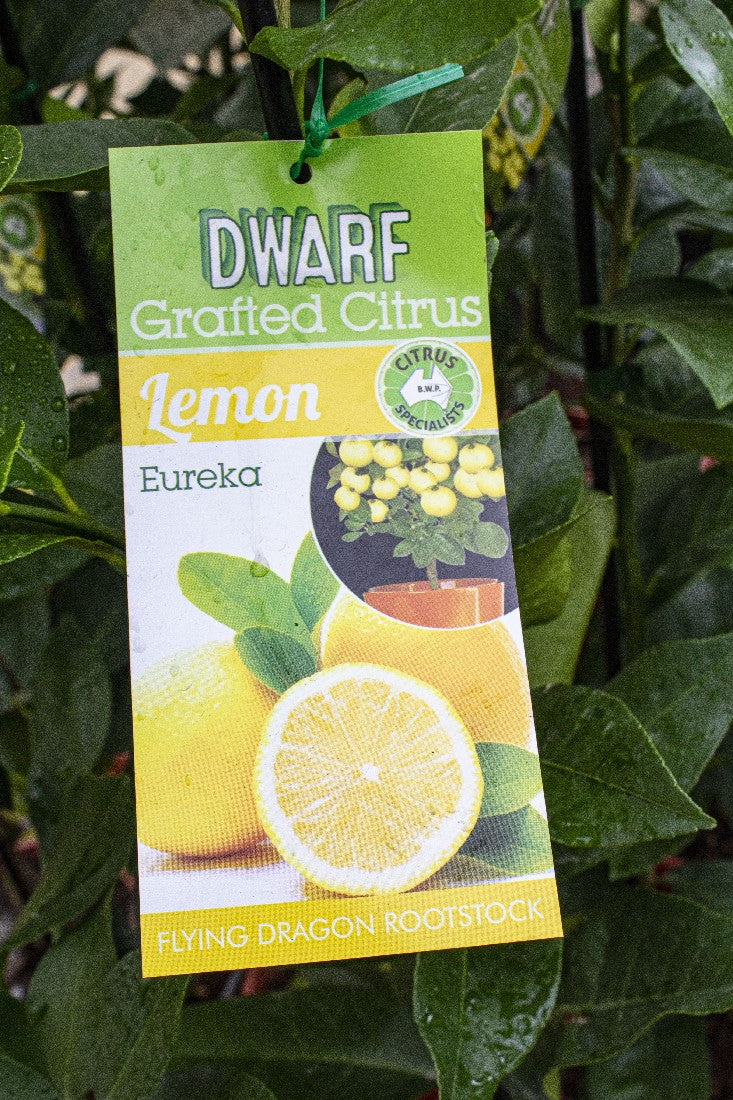 NEW SEASON CITRUS LEMON DWARF EUREKA