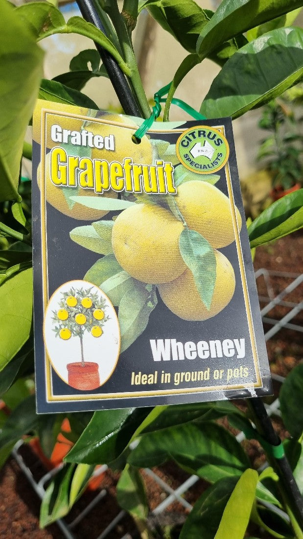 NEW SEASON CITRUS WHEENY GRAPEFRUIT