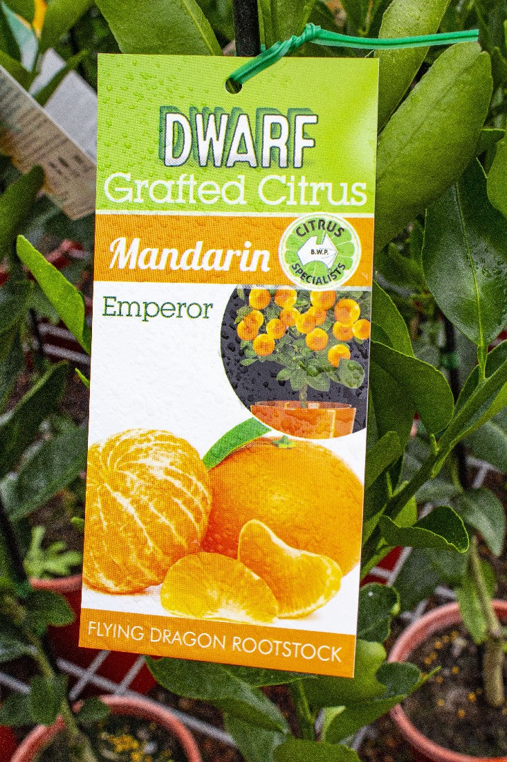 NEW SEASON CITRUS DWARF EMPEROR MANDARIN